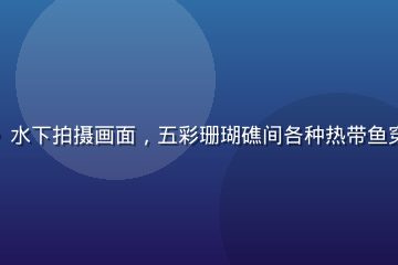 纪录片《深海秘境》水下拍摄画面，五彩珊瑚礁间各种热带鱼穿梭，画面清澈蔚蓝